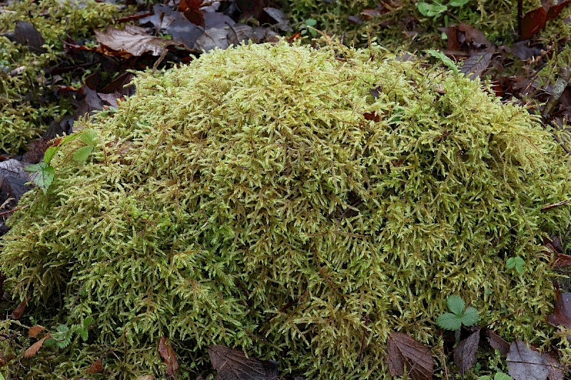 Loeskeobryum brevirostre - &copy; Charles Hipkin