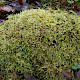 Loeskeobryum brevirostre