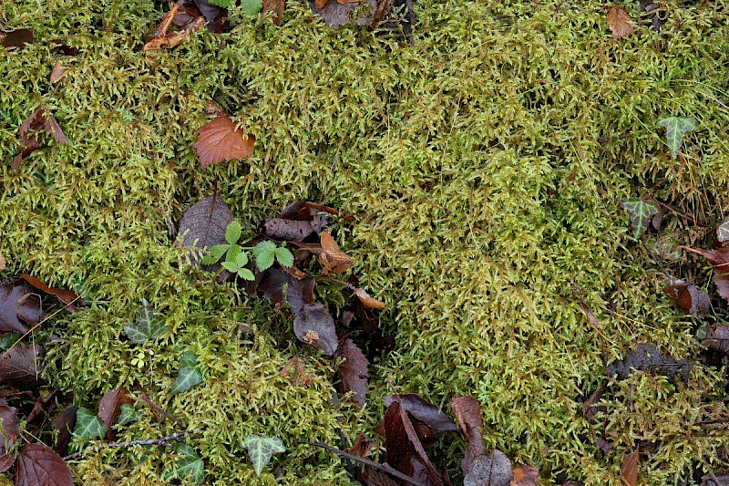 Loeskeobryum brevirostre - &copy; Charles Hipkin