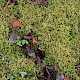 Loeskeobryum brevirostre