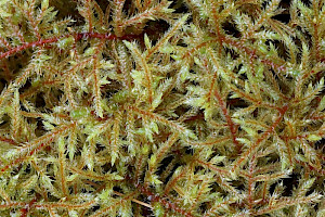 Short-beaked Wood-moss: Loeskeobryum brevirostre