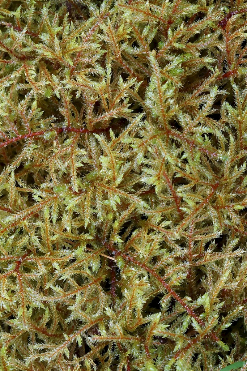 Loeskeobryum brevirostre - &copy; Charles Hipkin
