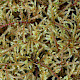Loeskeobryum brevirostre