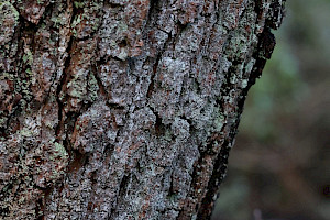 Lepraria incana s. lat. 