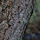 Lepraria incana s. lat.