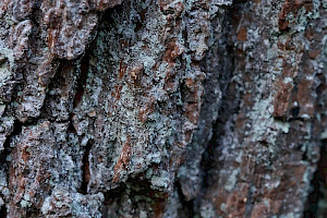 : Lepraria incana s. lat.