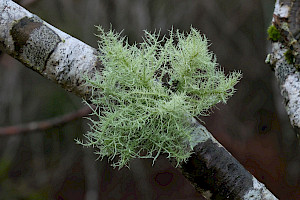 Usnea cornuta Inflated Beard Lichen
