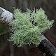 Usnea cornuta