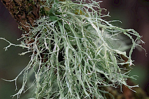 Shaggy Strap Lichen: Ramalina farinacea