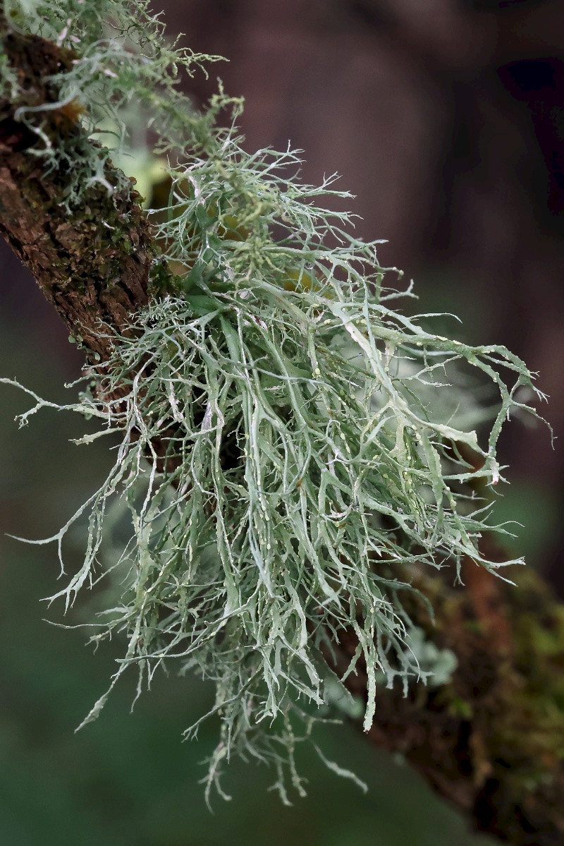 Ramalina farinacea - &copy; Charles Hipkin