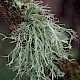 Ramalina farinacea