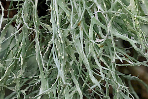 Shaggy Strap Lichen: Ramalina farinacea
