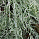 Ramalina farinacea