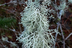 Evernia prunastri Oak Moss