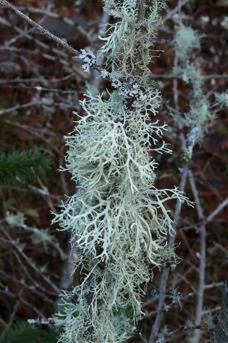 Evernia prunastri - &copy; Charles Hipkin