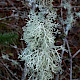 Evernia prunastri