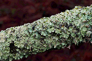 Common Greenshield Lichen: Flavoparmelia caperata