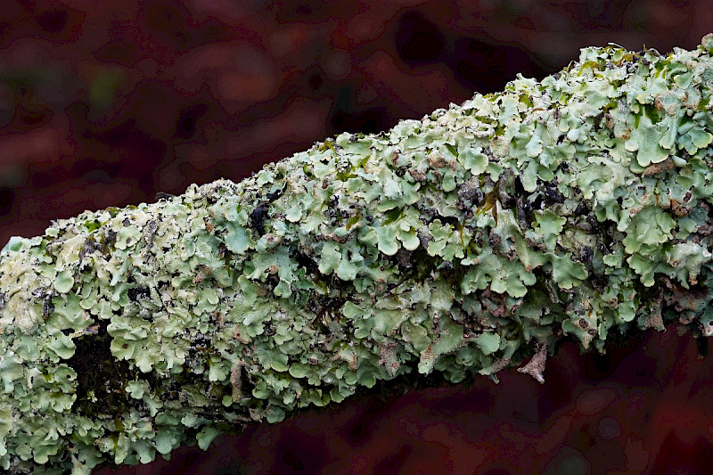 Flavoparmelia caperata - &copy; Charles Hipkin