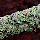 Flavoparmelia caperata