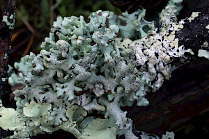Hypogymnia tubulosa Powder-headed Tube Lichen