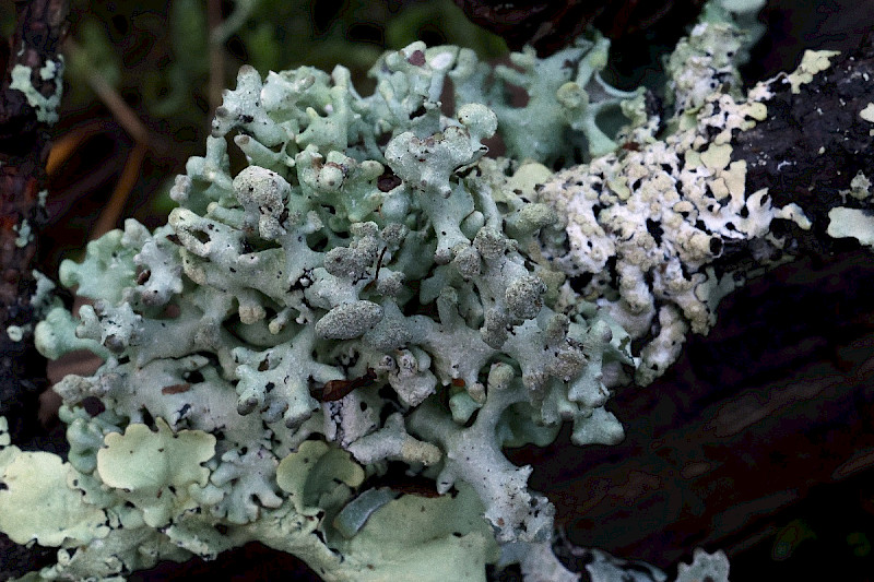 Hypogymnia tubulosa - &copy; Charles Hipkin
