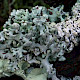 Hypogymnia tubulosa