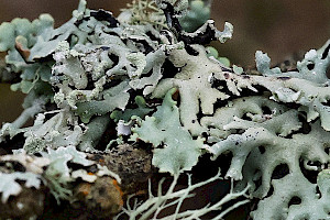 Dark Crottle: Hypogymnia physodes