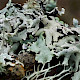 Hypogymnia physodes