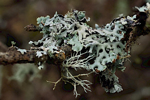 Dark Crottle: Hypogymnia physodes