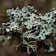 Hypogymnia physodes