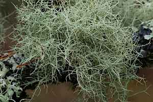 Common Beard Lichen: Usnea subfloridana