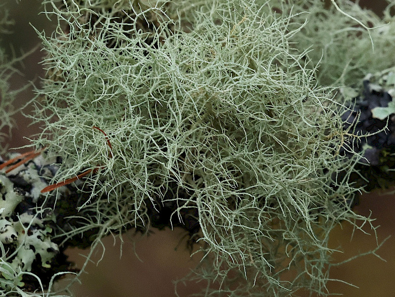 Usnea subfloridana - &copy; Charles Hipkin