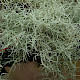 Usnea subfloridana