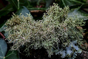 Contorted Beard Lichen: Usnea esperantiana
