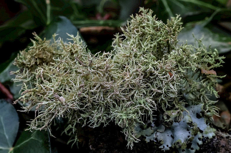 Usnea esperantiana - &copy; Charles Hipkin