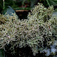 Usnea esperantiana