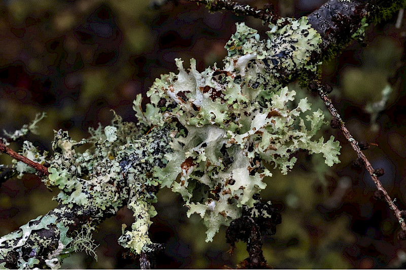 Platismatia glauca - &copy; Charles Hipkin