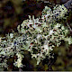 Platismatia glauca