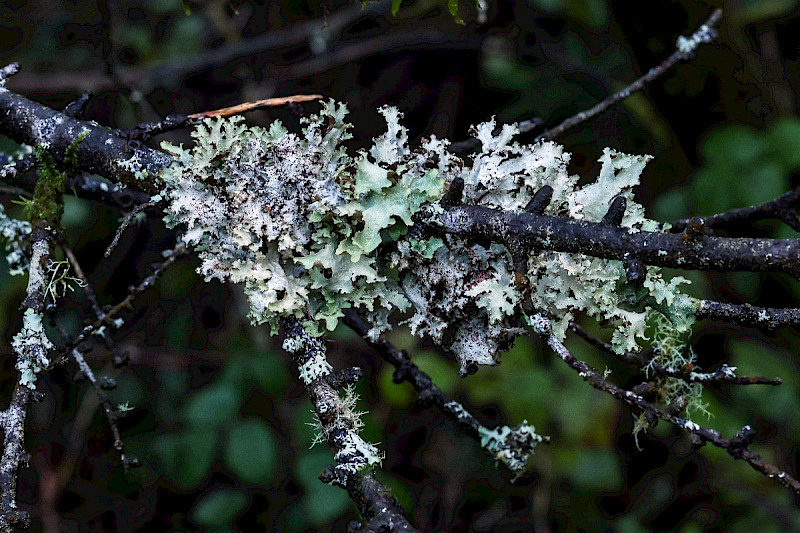 Platismatia glauca - &copy; Charles Hipkin