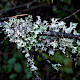Platismatia glauca