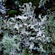 Platismatia glauca