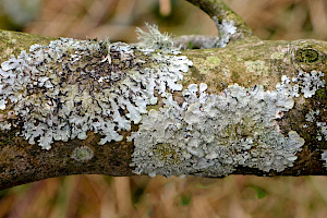 : Punctelia subrudecta s. str.