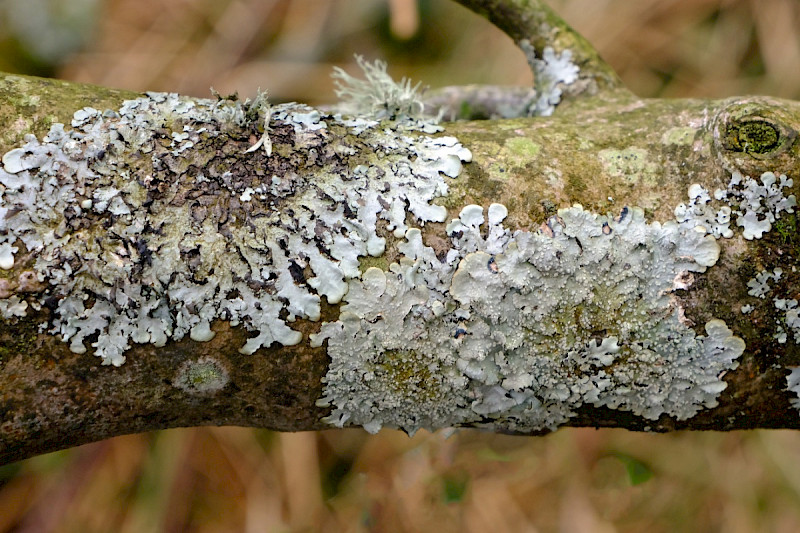 Punctelia subrudecta s. str. - &copy; Charles Hipkin