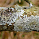 Punctelia subrudecta s. str.