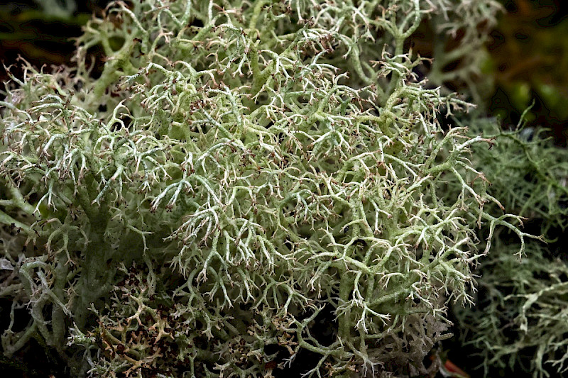 Cladonia arbuscula subsp. squarrosa - &copy; Charles Hipkin