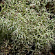 Cladonia arbuscula subsp. squarrosa
