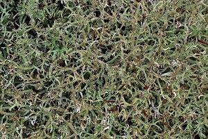 Coral Moss: Cladonia rangiformis