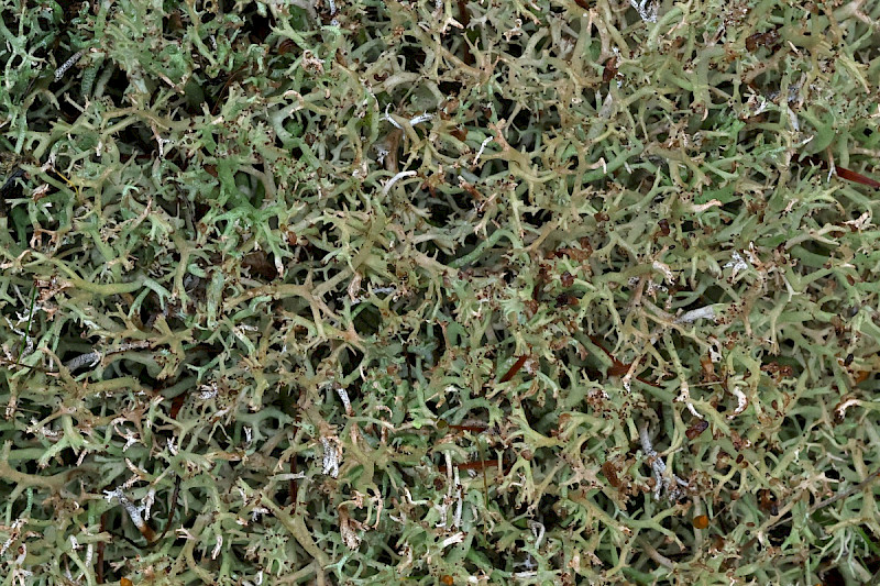 Cladonia rangiformis - &copy; Charles Hipkin