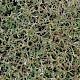 Cladonia rangiformis