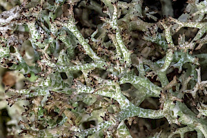 Coral Moss: Cladonia rangiformis